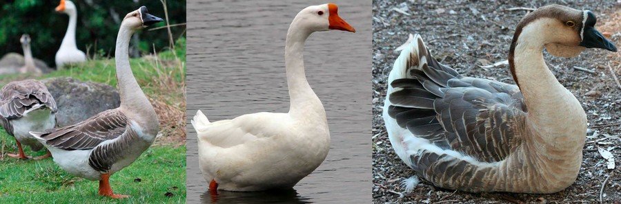 Породы гусей 