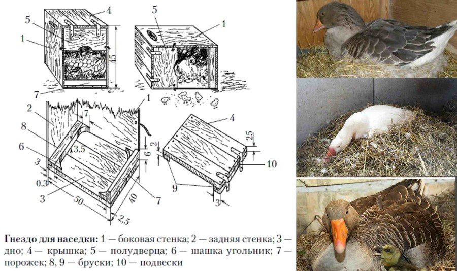 Инкубация гусиных яиц в домашних условиях 