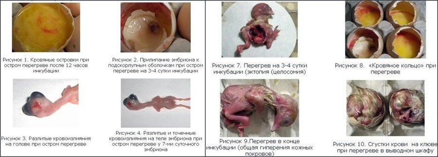 Инкубация гусиных яиц в домашних условиях 