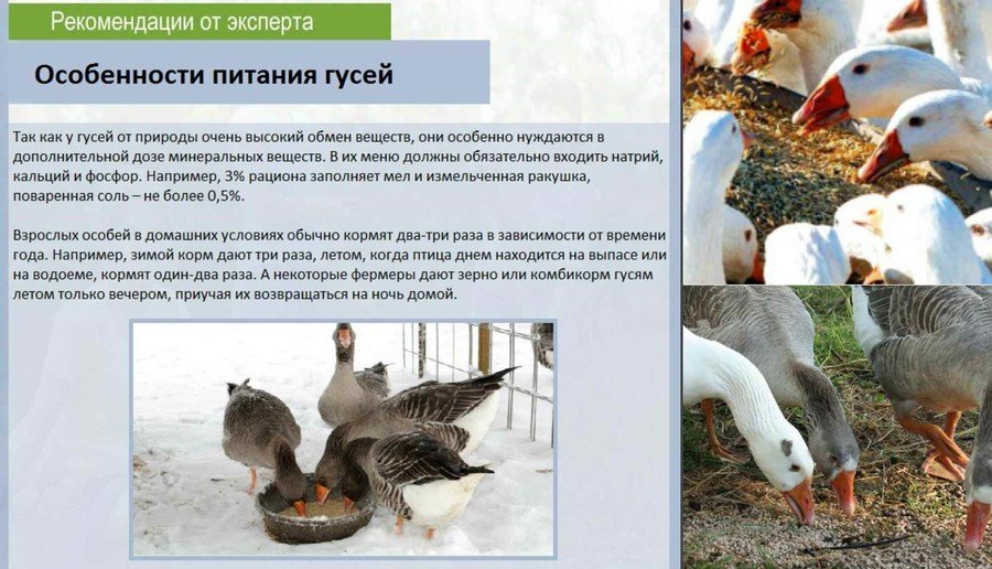 Кормление гусей 