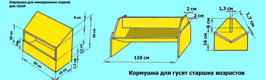 Кормление гусей 