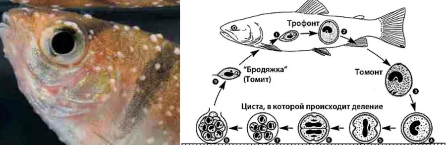 Заболевания рыбы - их симптомы и лечение 