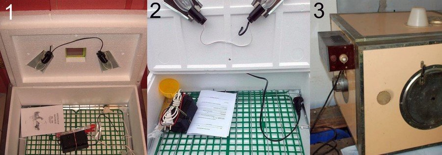 Инкубация гусиных яиц в домашних условиях 