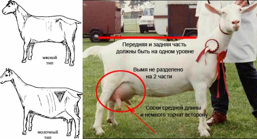 Породы коз 