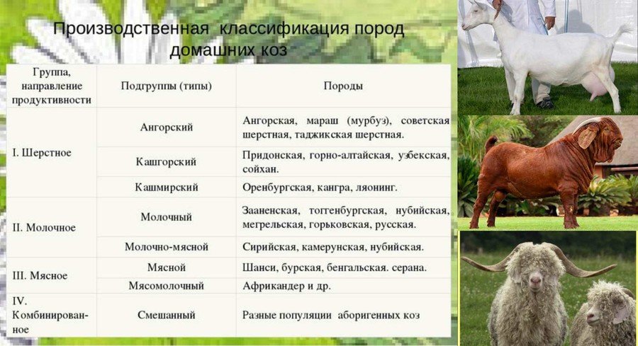 Породы коз 