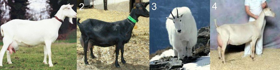 Породы коз 