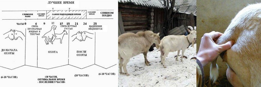 Разведение коз в домашних условиях для начинающих 