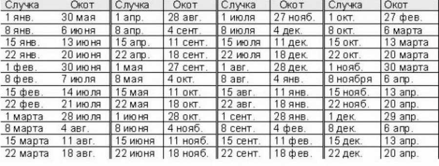Разведение коз в домашних условиях для начинающих 