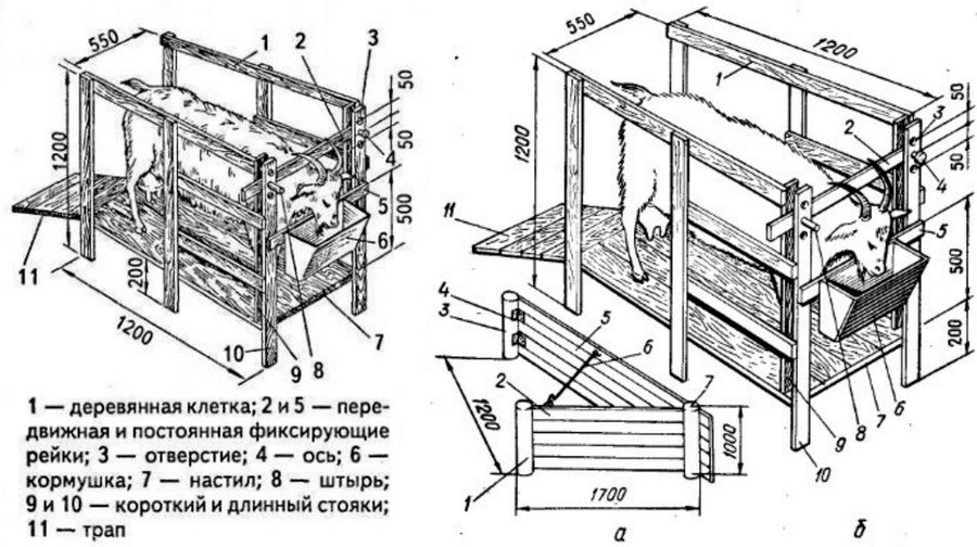 Содержание и уход за козами в домашнем хозяйстве 