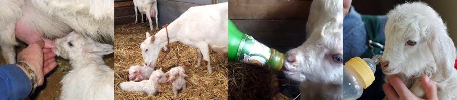 Содержание и уход за козами в домашнем хозяйстве 