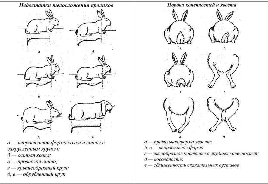 Разведение кроликов 