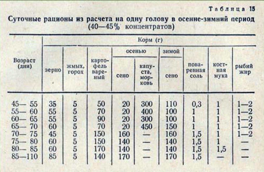 Чем кормить кроликов: в домашних условиях 