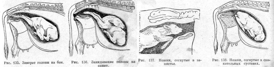 Отел коровы: что это, признаки и симптомы 