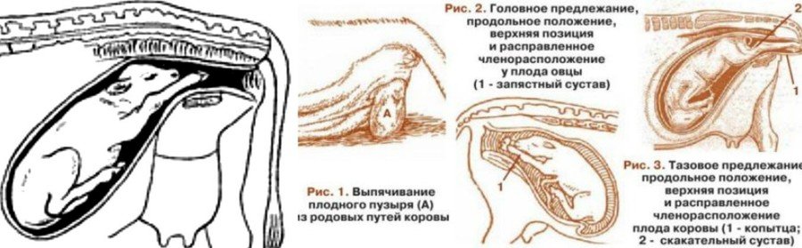 Отел коровы: что это, признаки и симптомы 