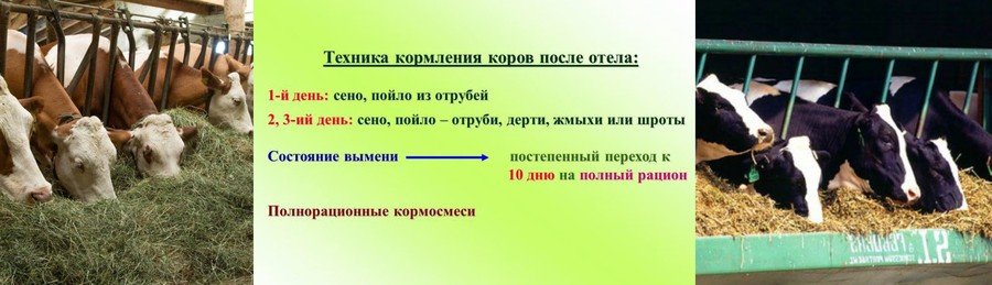 Отел коровы: что это, признаки и симптомы 