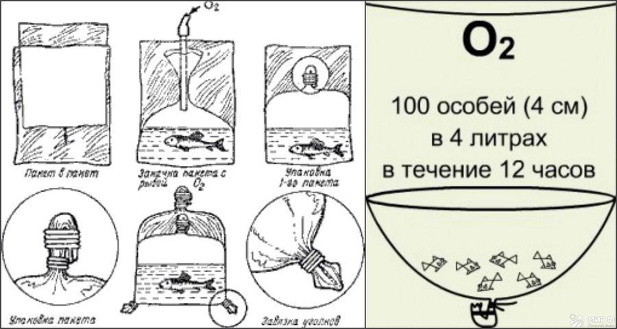 Перевозка и транспортировка рыбок 