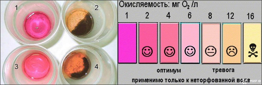 Как правильно содержать аквариумных рыбок 