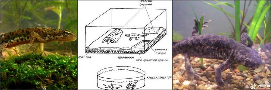 Как правильно содержать аквариумных рыбок 