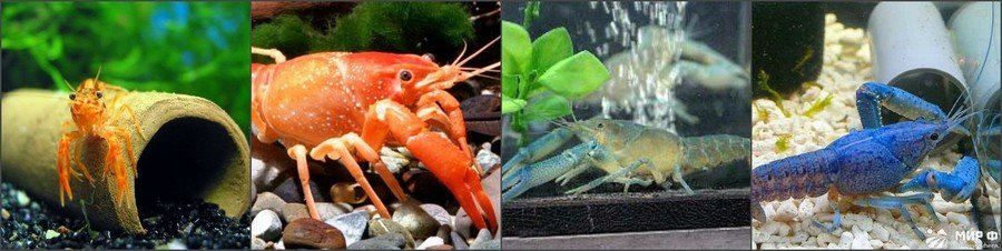 Как правильно содержать аквариумных рыбок 