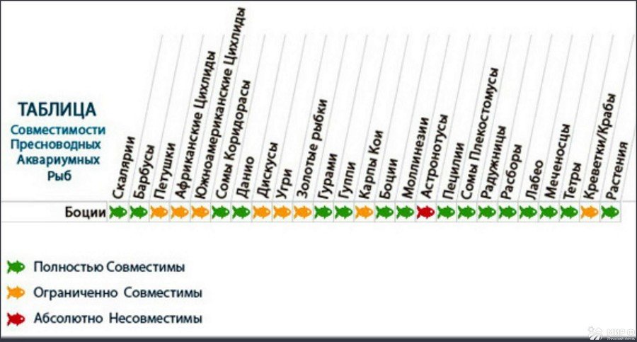 Совместимость аквариумных рыб 