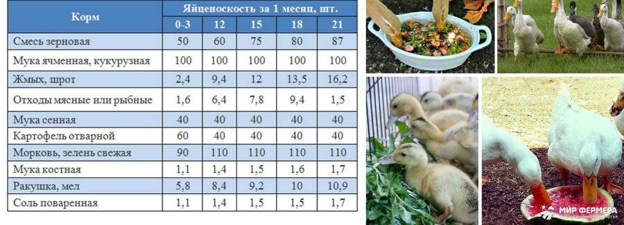 Кормление и содержание уток дома 
