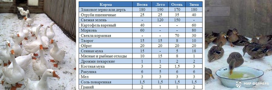Кормление и содержание уток дома 