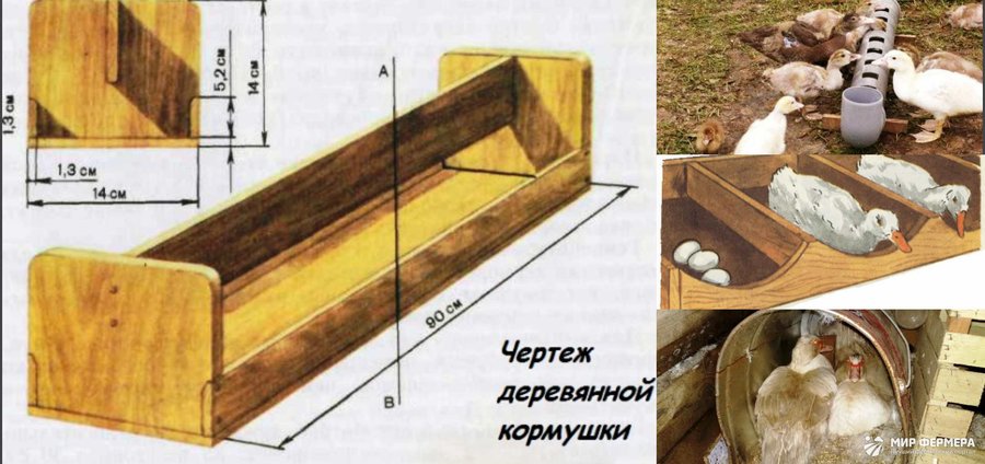 Кормление и содержание уток дома 