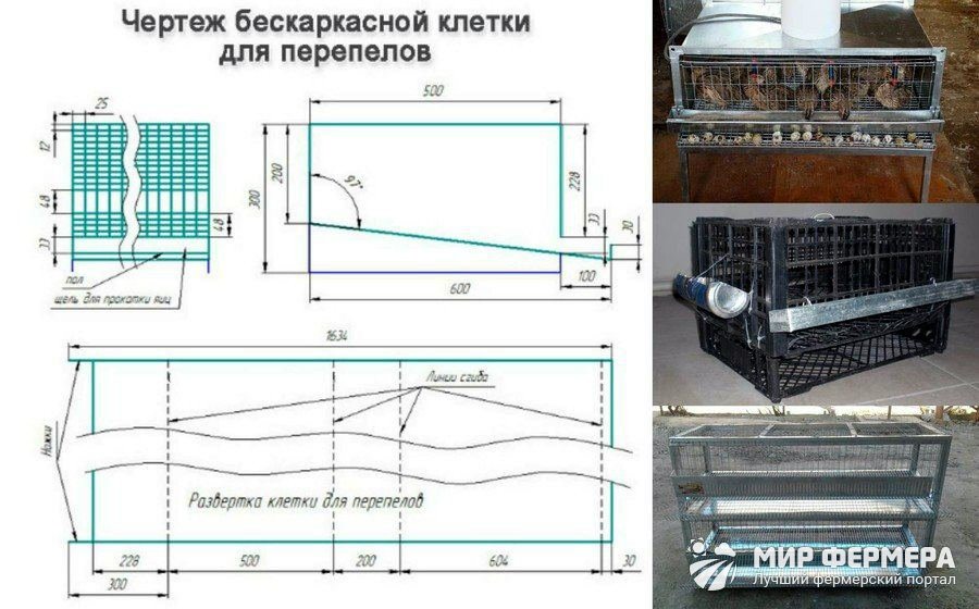 Описание основных пород перепелов 
