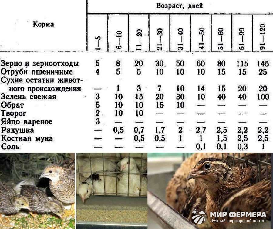 Чем кормить перепелок - какой нужен корм 