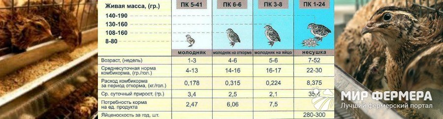 Чем кормить перепелок - какой нужен корм 