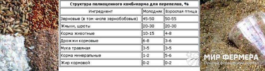 Чем кормить перепелок - какой нужен корм 