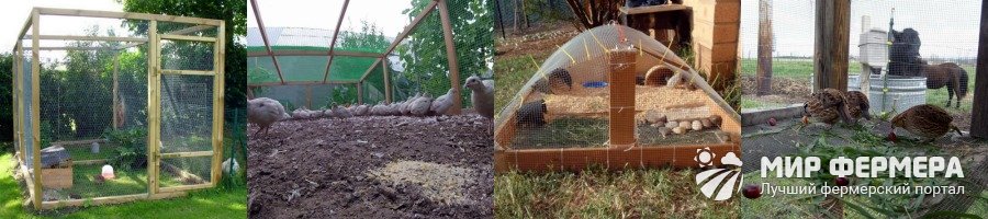Содержание перепелов в домашних условиях 