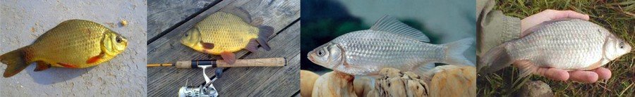 Какую рыбу лучше выбрать для пруда? 