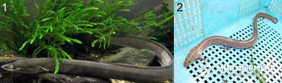 Какую рыбу лучше выбрать для пруда? 