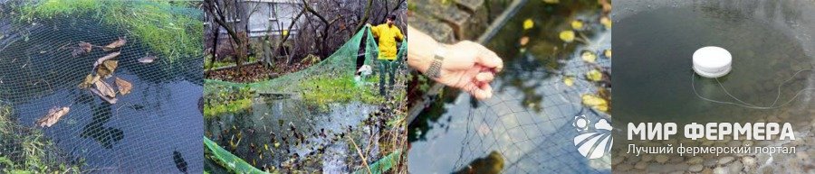 Как подготовить пруд к зимовке рыб 