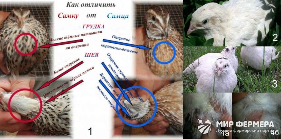 Правила выбора пород перепелов для разведения 