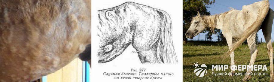 Болезни лошадей и их лечение 