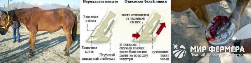 Болезни лошадей и их лечение 