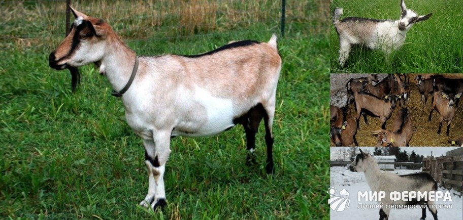 Породы коз 