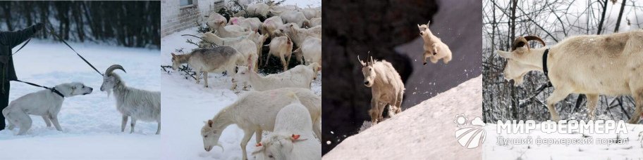 Содержание коз зимой 