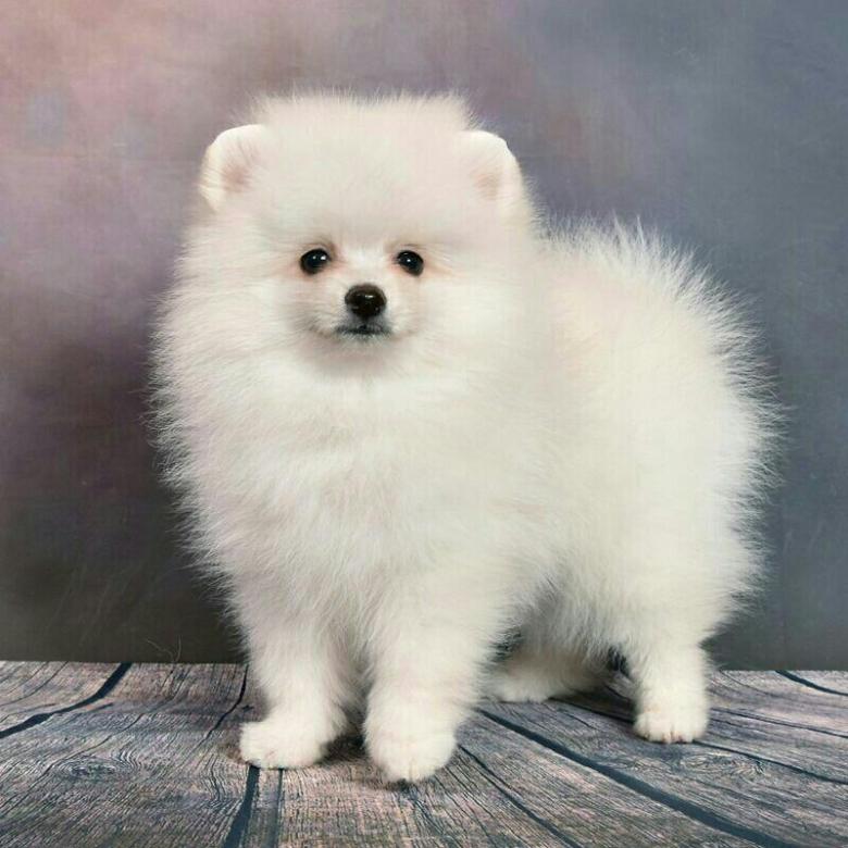Померанский шпиц