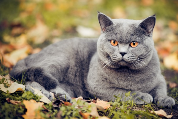 Британская короткошерстная кошка