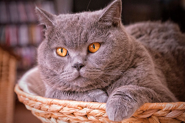 Британская короткошерстная кошка