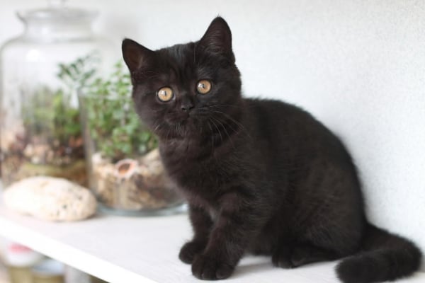 Британская короткошерстная кошка Британская короткошерстная кошка