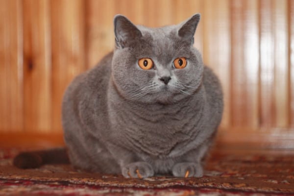 Британская короткошерстная кошка Британская короткошерстная кошка