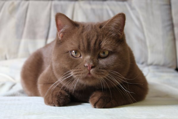 Британская короткошерстная кошка Британская короткошерстная кошка