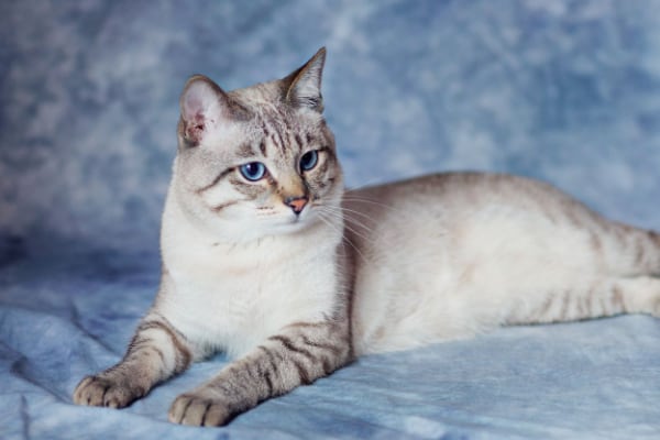 Британская короткошерстная кошка Британская короткошерстная кошка