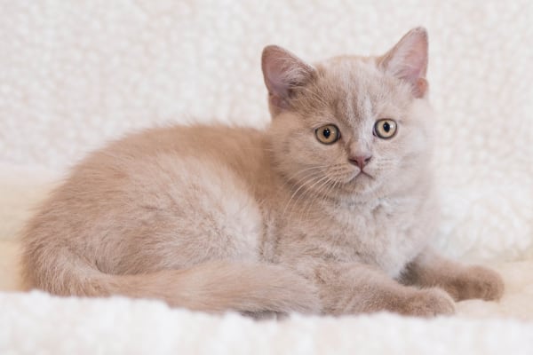 Британская короткошерстная кошка Британская короткошерстная кошка