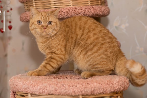 Британская короткошерстная кошка Британская короткошерстная кошка