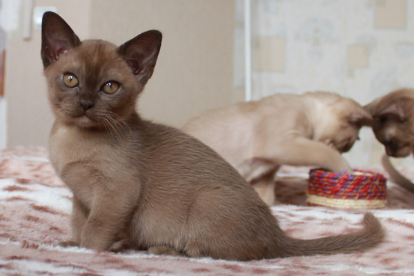 Бурманская кошка